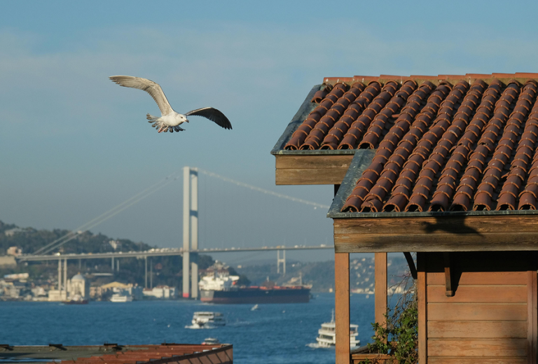 The Best Bird Repellents That Respect Nature