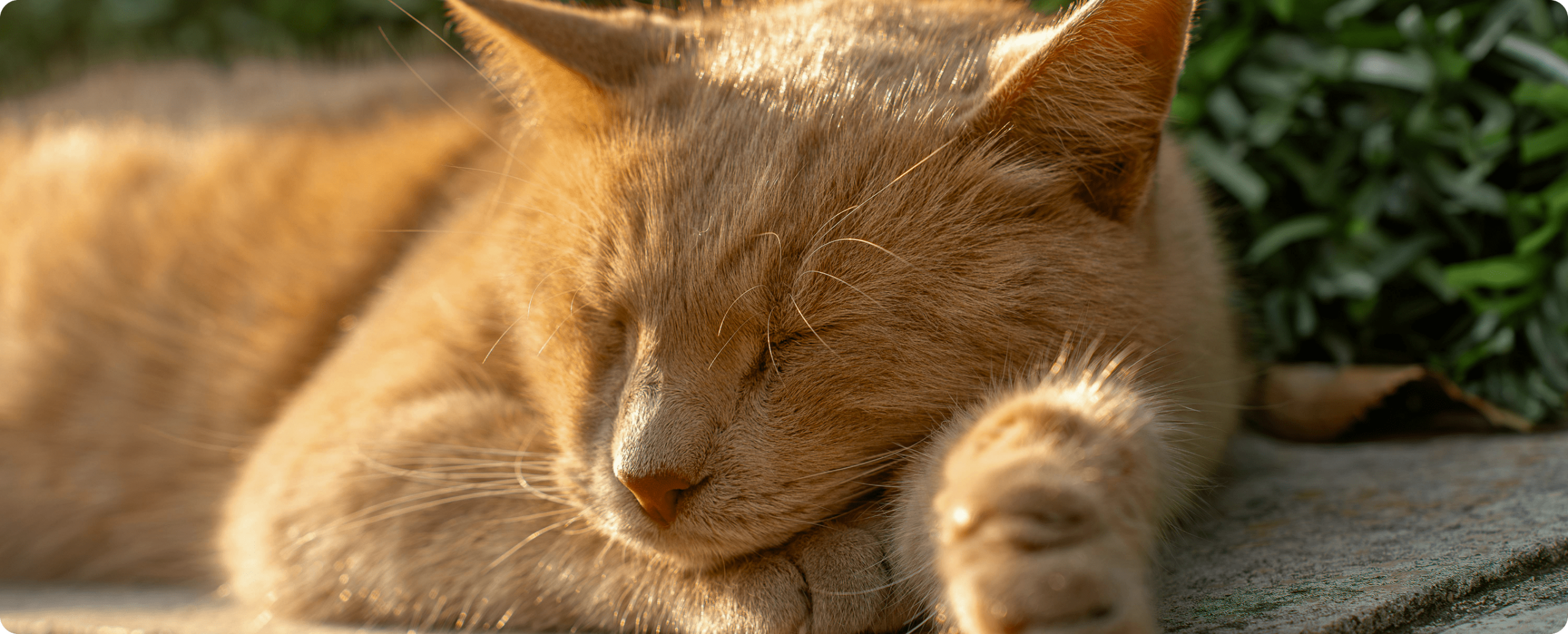 How to Keep Cats Away from Your Garden Copy